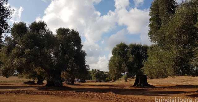 Xylella e sovrainnesti, CIA Puglia “Subito linee guida e bandi”