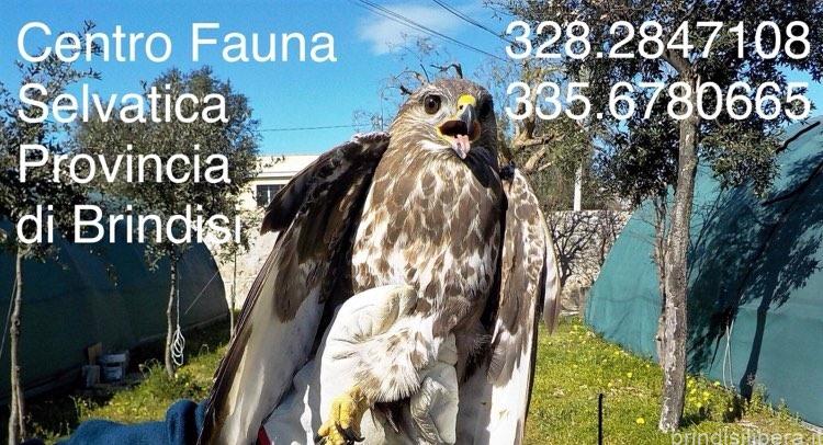 BRINDISI.Continua l’attività del Centro fauna selvatica