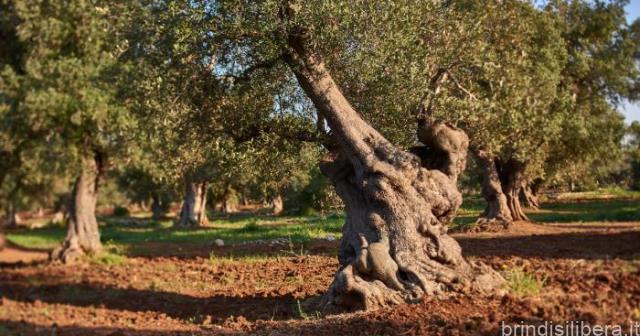 Torre Guaceto, Slow food e WWF lanciano l’appello: non abbattete gli ulivi