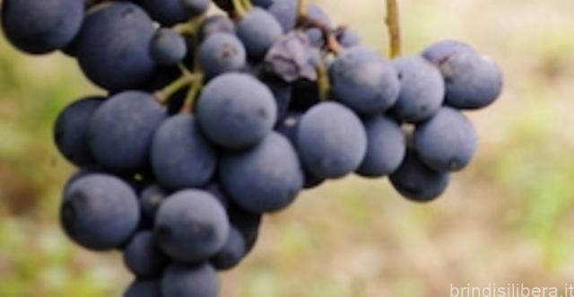 Lunedì 21 settembre come ogni anno vendemmia solidale e di speranza tra le vigne di Brindisi di Tenute lu Spada