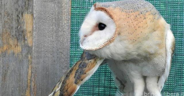 Cresciuto a Torre Guaceto, barbagianni torna in libertà