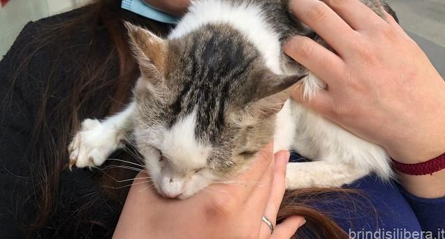 BRINDISI.Due episodi di gatti abbandonati a Brindisi, situazioni non più accettabili: ci vogliono interventi immediati e una maggiore sinergia  e condivisione .