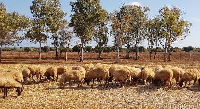 Puglia, crisi del comparto zootecnico senza risposte