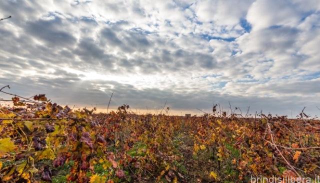 AGRICOLTURA, TURISMO E RISTORAZIONE: AIUTI SU PIU’ FRONTI