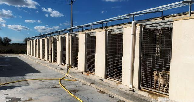 Nuova gestione per il Canile comunale di Mesagne