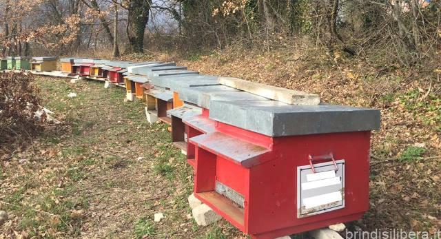 Miele di Puglia, 19mila alveari e 400 apicoltori: nasce “Apicoltura” per la svolta