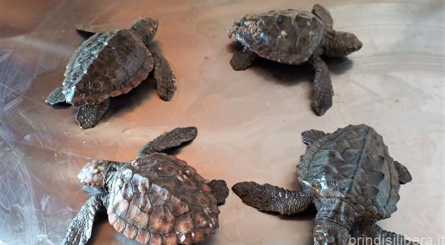 Fauna selvatica stremata dal freddo: il Consorzio di Torre Guaceto salva 5 esemplari