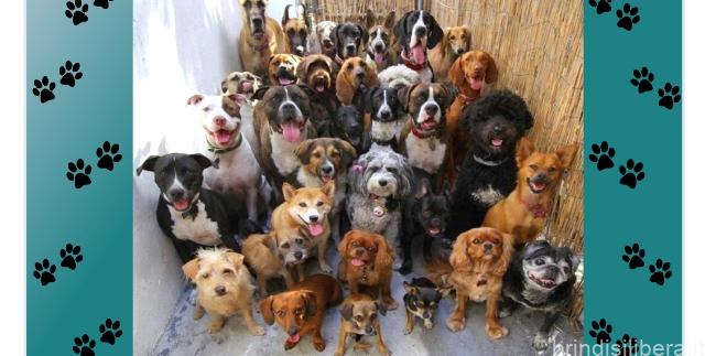 Avviso sterilizzazione cani di proprietà di cittadini residenti a Mesagne