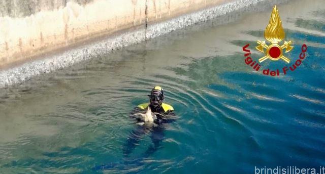 BRINDISI.Tartaruga salvata dai Vigili del Fuoco