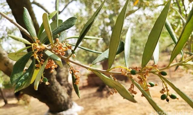 Clima torrido e persistente siccità provocano gravi danni all’agricoltura pugliese