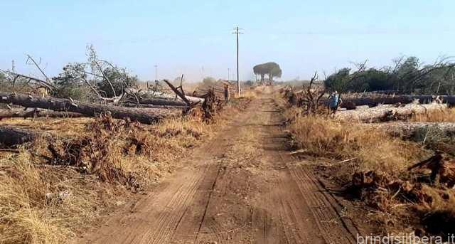 Federazione Verdi Brindis:Amarezza per l’abbattimento dei meravigliosi pini secolari ubicati nella Masseria li Lei