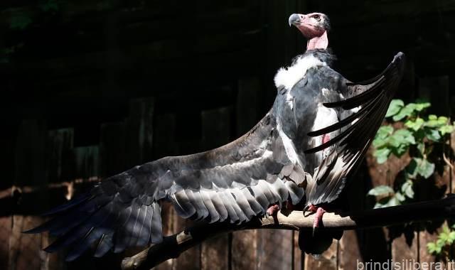 L’ITALIA FIRMA IL PRIMO ACCORDO INTERCONTINENTALE PER LA CONSERVAZIONE DELLE SPECIE A RISCHIO ESTINZIONE