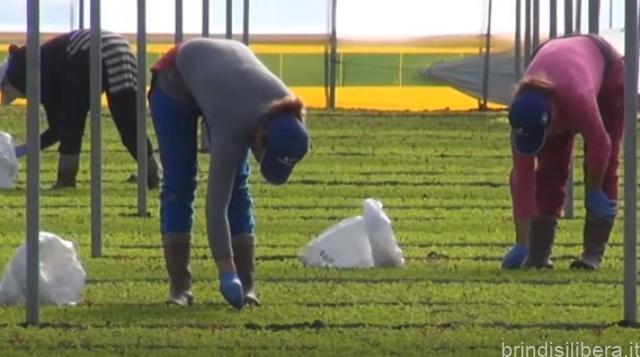 Flai-Cgil Brindisi,Flai-Cgil Puglia:Un bracciante morto nei campi all’anno è una vergogna intollerabile, Della Porta: «Si faccia chiarezza»