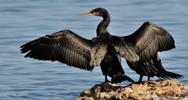 PORTO DI BRINDISI IL DIRITTO DI VIVERE STORIA DI UN CORMORANO.di Giulia Cesaria