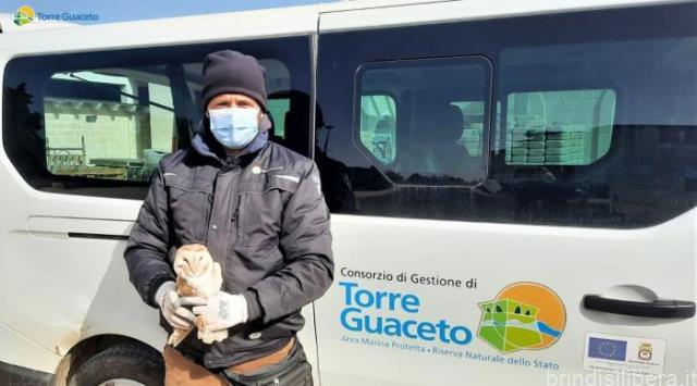 AMP RNS Torre Guaceto:Salvato un barbagianni grazie alla collaborazione con i cittadini e le Istituzioni