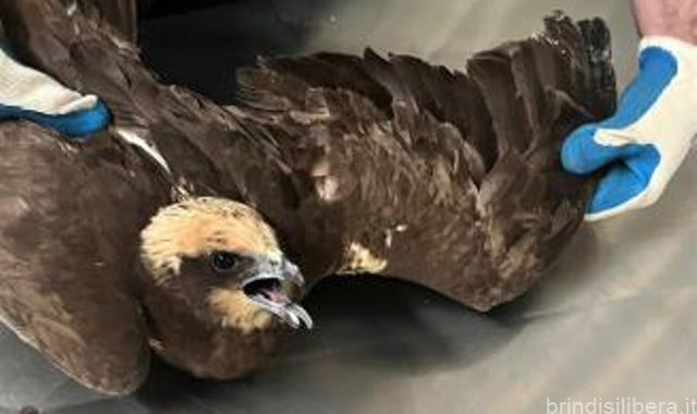 Un bambino avvista un falco in difficoltà e chiama Torre Guaceto: la storia di Al Gawsit, Marco ed il “ranger” Andrea