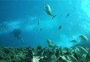Torna “See the sea” il concorso di fotografia subacquea di Torre Guaceto