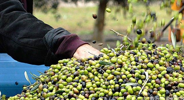Rincaro dei costi energetici, Unapol: stabilire prezzi minimi a tutela dei produttori olivicoli