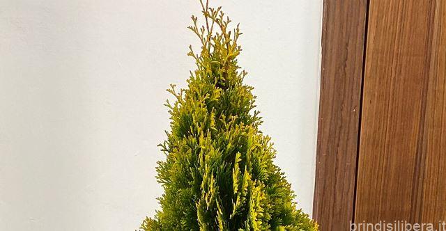 Alberi di Natale gratuiti per le attività commerciali di Mesagne