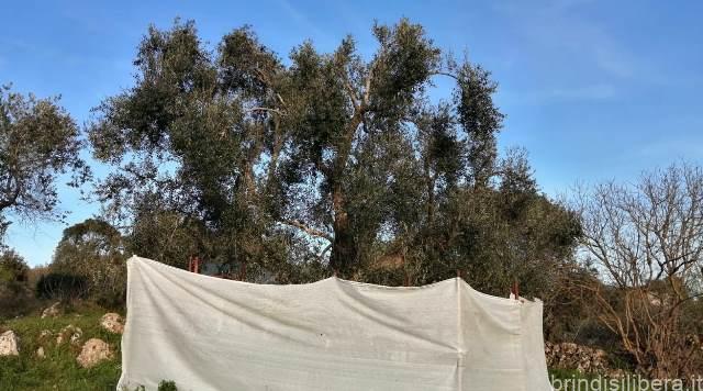 10 ANNI DI XYLELLA FASTIDIOSA  La Regione Puglia rinnega sé stessa: la verità sull’albero monumentale di Monopoli.