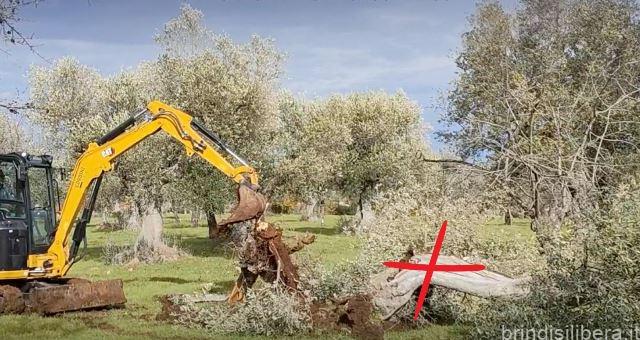 XYLELLA: Evidenze, contraddizioni, anomalie, possibili scenari. Incontro con la prof.ssa Margherita Ciervo e prof.re Paolo Maddalena, Vice Presidente Emerito della Corte Costituzionale.