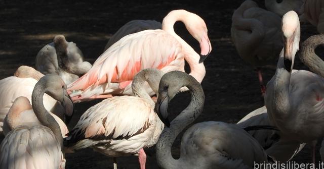 UOVA IN RITARDO PER I FENICOTTERI ROSA: PER LA SCARSITA’ DI PIOGGE, A PASQUA DEPOSTE MENO DELLA META’ DELLE UOVA DELLO SCORSO ANNO