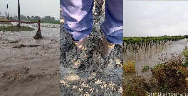Pioggia martellante, Cia Capitanata: “Colpo di grazia per l’agricoltura della Daunia”