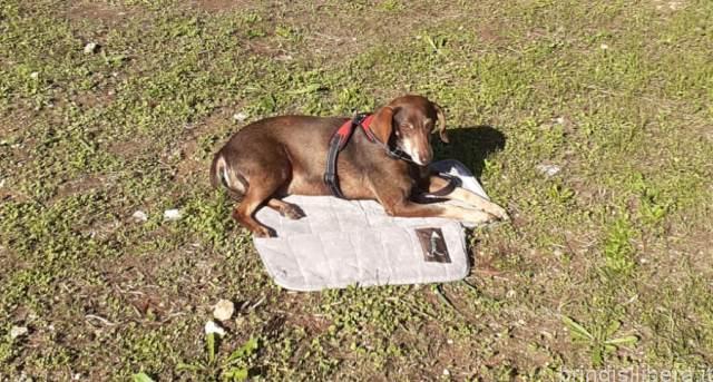 I bambini della Scuola Pacuvio di Brindisi e l’ amore per gli animali,la storia del cane Ben.