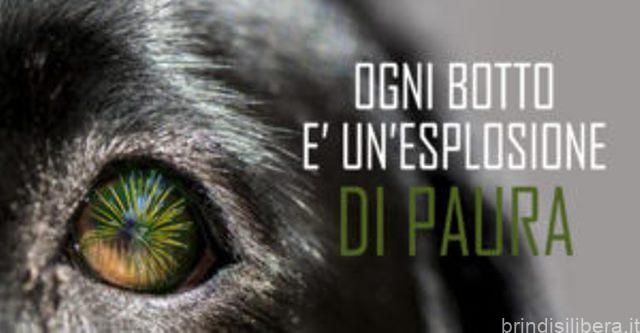 CAPODANNO, IL VIDEO-DECALOGO PER PROTEGGERE GLI ANIMALI DAI BOTTI. IL PERICOLO ARRIVA ANCHE DALLE LANTERNE CINESI