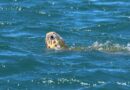 ColMare – Monitoraggio e protezione dell’ecosistema marino: Il suggestivo accoppiamento delle tartarughe Caretta caretta nel porto di Brindisi