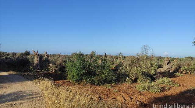 Serranova: distrutto il Parco degli Ulivi Monumentali