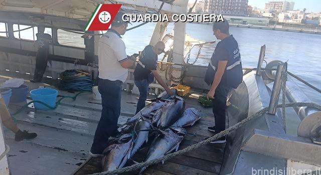 GUARDIA COSTIERA: PESCA ILLEGALE DI TONNO ROSSO,  PESANTE SANZIONE E SEQUESTRO.