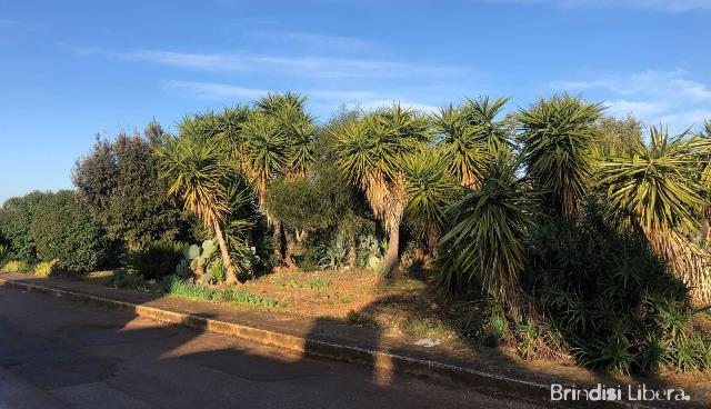 Orti urbani, la Regione finanziata a San Michele Salentino la riqualificazione di un terreno in via Ciro Menotti