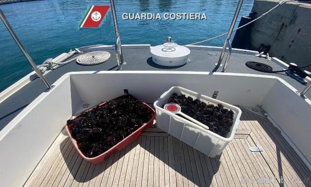 “CAPITANERIA DI PORTO DI BRINDISI “GUARDIA COSTIERA”: CONTRASTO  ALLA PESCA ILLEGALE, SEQUESTRATI CIRCA 1000 RICCI DI MARE”