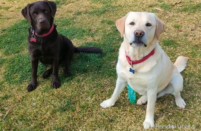 “Scomparsi nel nulla: l’appello per Era e Argo, inseparabili Labrador di Castiglione”