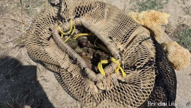 CAPITANERIA DI PORTO – GUARDIA COSTIERA BRINDISI: DENUNCIATO SUB INTENTO ALLA PESCA DI LIMONI DI MARE