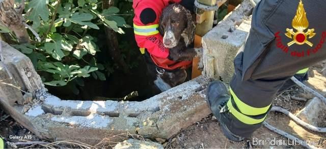 Brindisi, cane cade in un pozzo: salvato dai Vigili del Fuoco