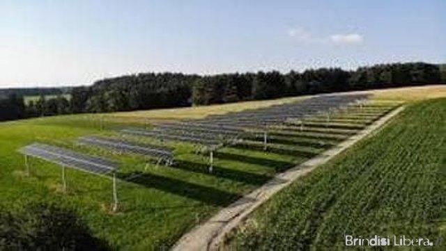 Basta falsi allarmismi: nessun annientamento di ulivi per gli impianti di accumulo.