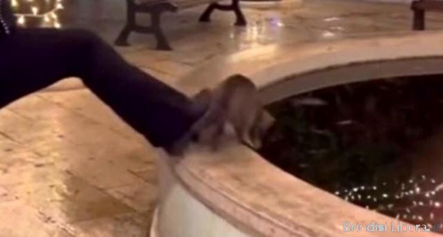 GATTO GREY UCCISO AD ALBEROBELLO: FINITA LA MESSA ALLA PROVA DELLA RAGAZZA CHE LO HA UCCISO