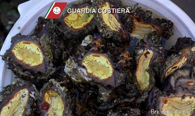BRINDISI: TERMINATA L’OPERAZIONE COMPLESSA SULLA FILIERA DELLA PESCA “FISH_NET”