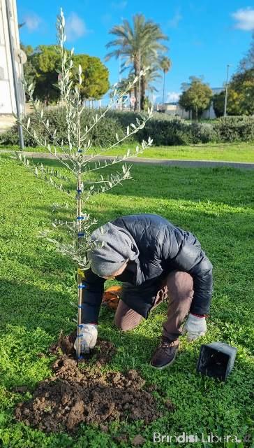 Confartigianato e Ekoclub International Brindisi impiantano insieme un albero d’ulivo presso l’ EPIGRAFE intitolata a Papa Benedetto XVI.