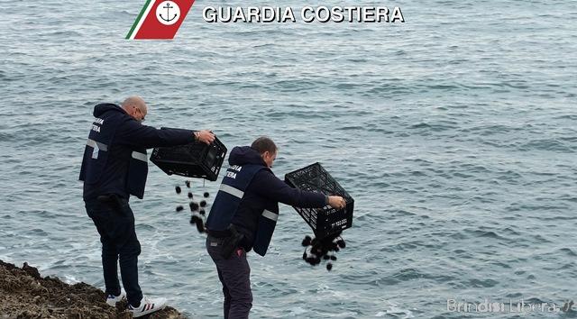 “Guardia Costiera di Brindisi: intensificati i controlli contro la pesca illegale. Sequestri di ricci di mare a Fasano e novellame di sarda a Brindisi”