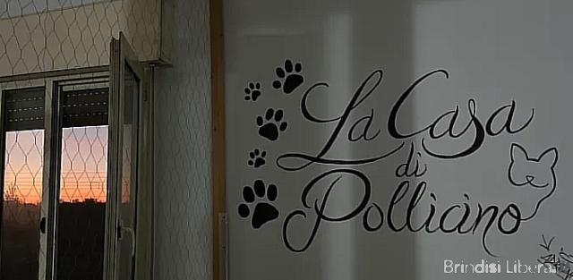 Latiano, “le spese aumentano e noi stiamo crollando”. Il rifugio per gatti La casa di Pollicino avvia raccolta fondi