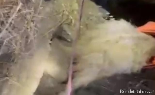 Capra cade in un pozzo, salvata dai Vigili del Fuoco con tecniche Speleo Alpino Fluviali