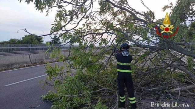 Albero cade sulla SS 7 a Francavilla Fontana: intervento dei Vigili del Fuoco