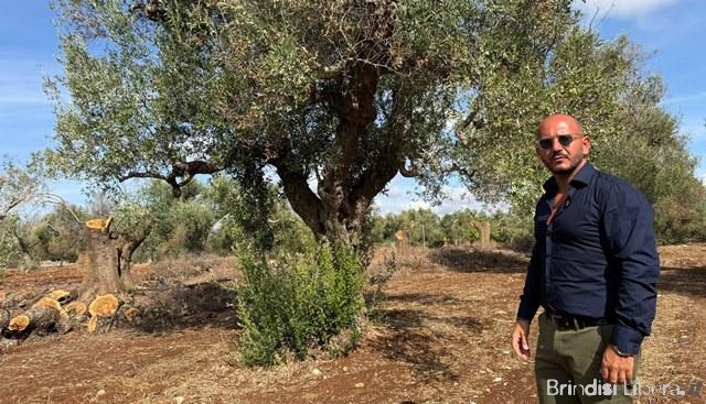 San Michele Salentino, un Tavolo tecnico comunale per affrontare l’emergenza Xylella e costruire il futuro salvaguardando la micro olivicoltura