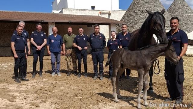 UNITE in servizio permanente effettivo. I cavalli dei Corazzieri e il Progetto San Giorgio
