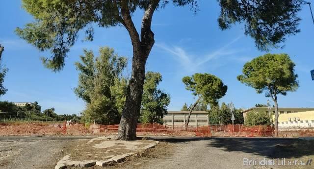 La strage di alberi a Brindisi continua