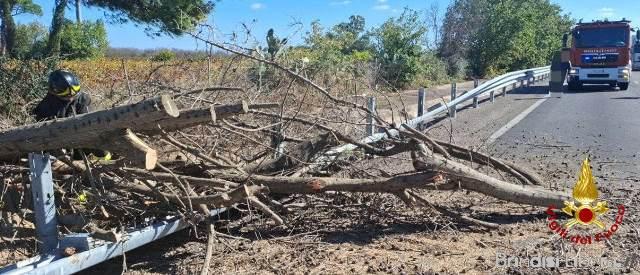 Alberi caduti sulla SS 613 nei pressi di San Pietro Vernotico: intervengono i Vigili del Fuoco